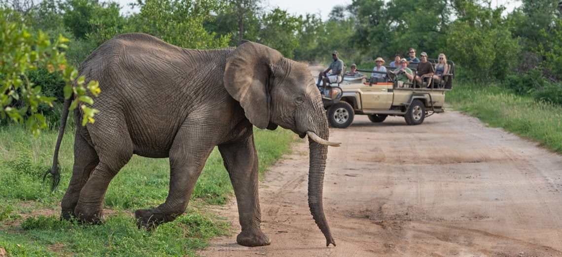 Elephant watching on a jeep safari in South Africa