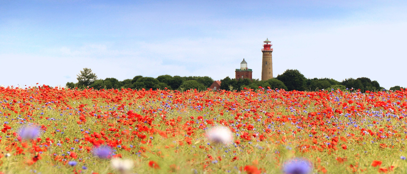 poppy field with lighthouses