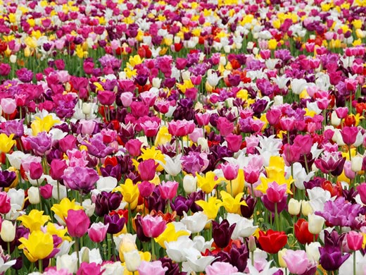 Field full of colourful tulips