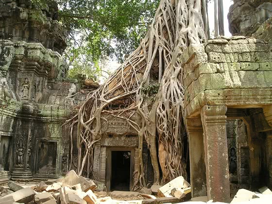 Temple ruins covered in the roots of a large tree in Angkor Wat