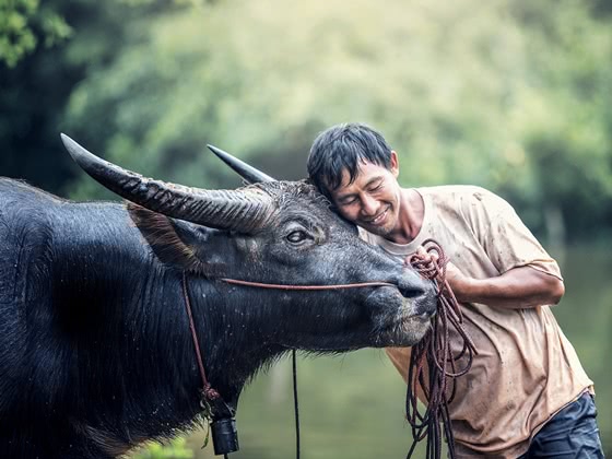 A smiling man rests his head against the head of a black cow