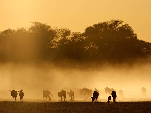 Silhouettes of buffalo in the dusty savanna with trees in the background