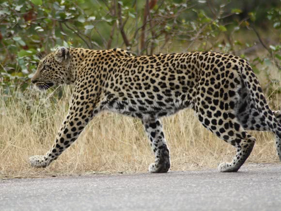 Jaguar, der ins lange Gras läuft
