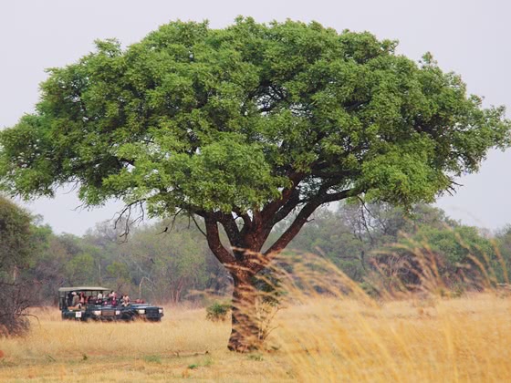 Jeep safari driving through the grass behind a large tree