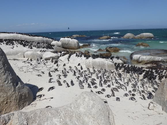Hundreds of penguins on a white sand beach with rocks and turquoise sea