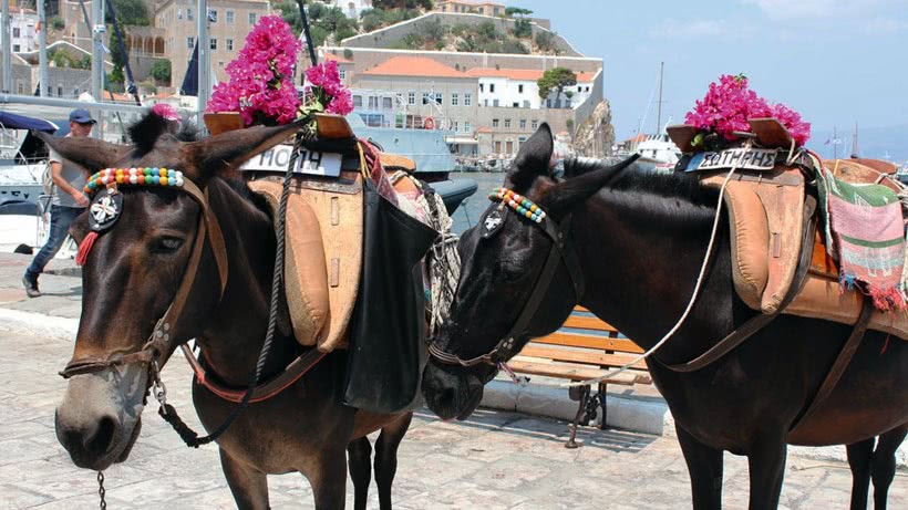 Image of two donkeys in the port of Hydra island, Greece