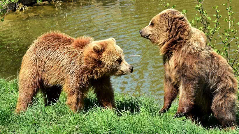 two brown bears drying off beside a small pond