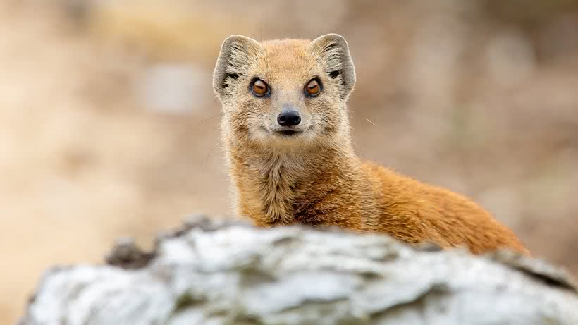 Close up photo of a Mongoose