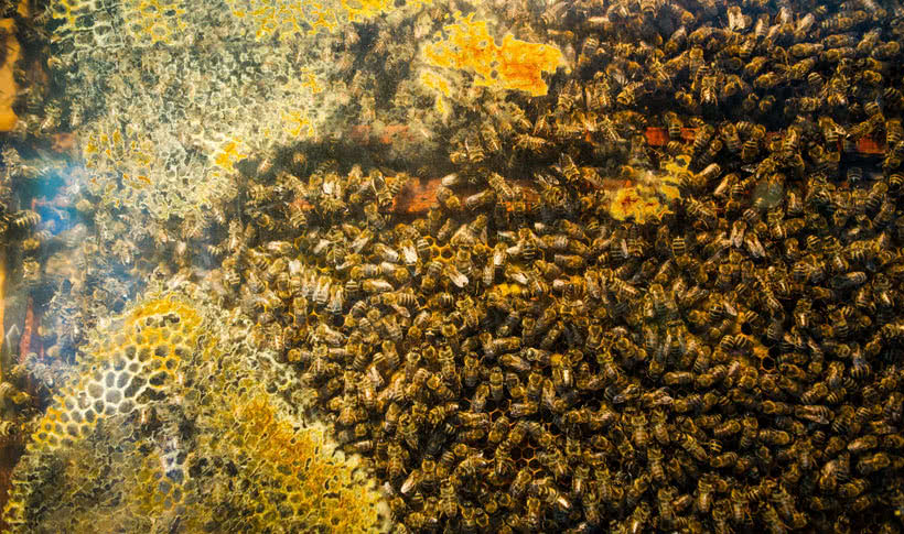 Hunderte von Honigbienen auf Waben