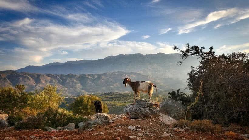 Landschaftsfoto einer Ziege auf einem Felsen mit Bergen im Hintergrund