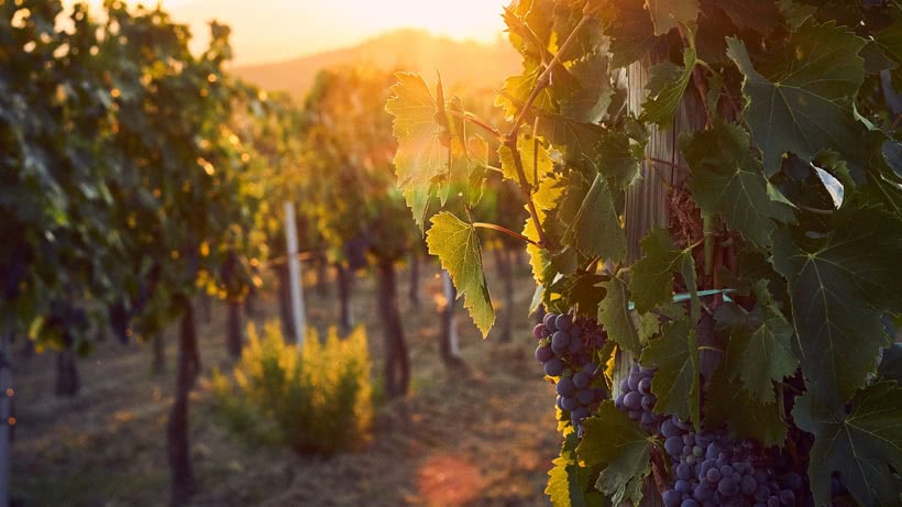 Weintrauben, Weinberge und Sonnenuntergang im Hintergrund